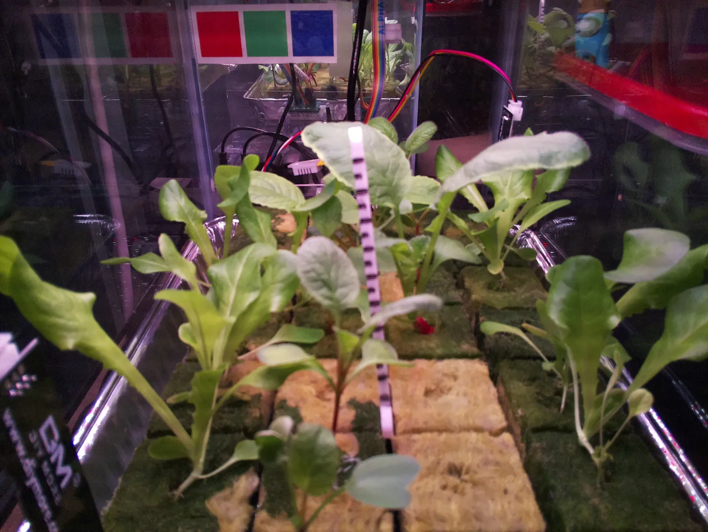 Raw greenhouse camera capture showing lettuce and radish plants growing in rockwool cubes with the color calibration target (red, green, blue squares) and ruler measuring stick visible. Wiring and sensor boards visible in the background.