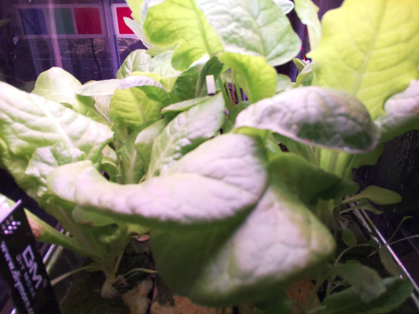 Lettuce and radishes grown autonomously by Terrabot, with foliage so dense it nearly covers the camera lens. Calibration target and measuring stick visible in the background.
